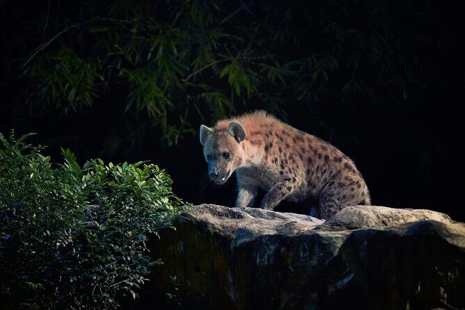 Singapore Night Safari Ticket Experience - Final Thoughts: Is It Worth It?