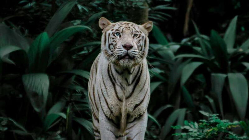 singapore-night-safari-with-tram-ride-and-private-transfer