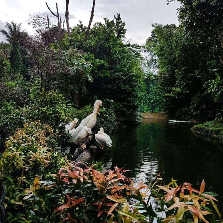 singapore-night-safari-with-tram-ride-and-private-transfer