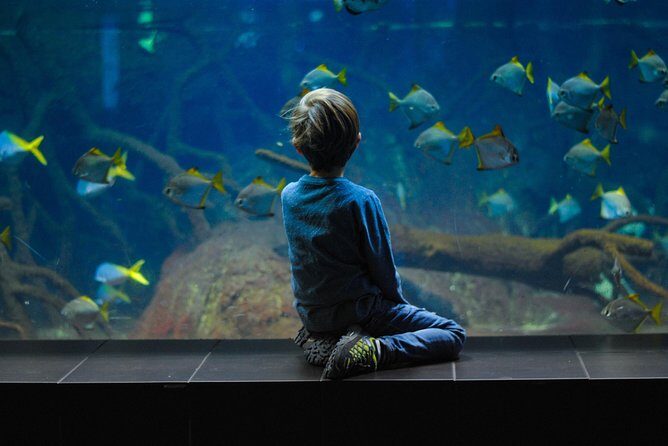 Singapore : Ocenarium One Day Ticket only - What You Can Expect from the Singapore Oceanarium One-Day Ticket