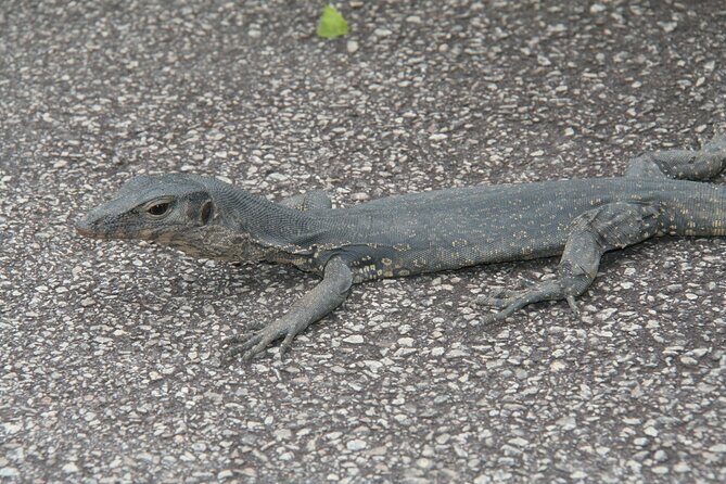 Singapore Private Tour with a Driver - Who Should Consider This Tour?