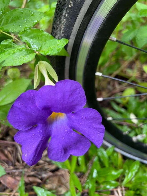 singapore-rail-corridor-civic-district-brompton-bike-tour