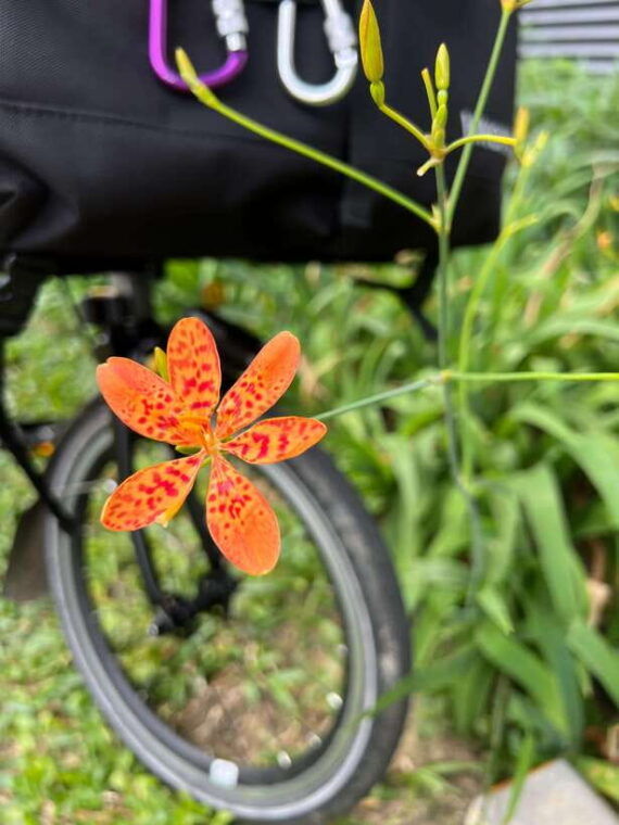singapore-rail-corridor-civic-district-brompton-bike-tour