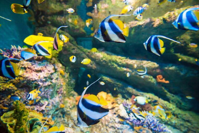 singapore-s-e-a-aquarium-entrance-e-ticket