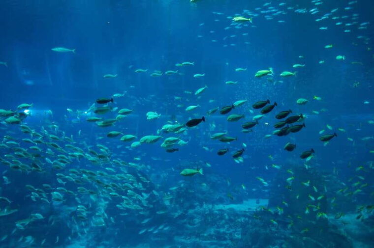 singapore-s-e-a-aquarium-entrance-e-ticket