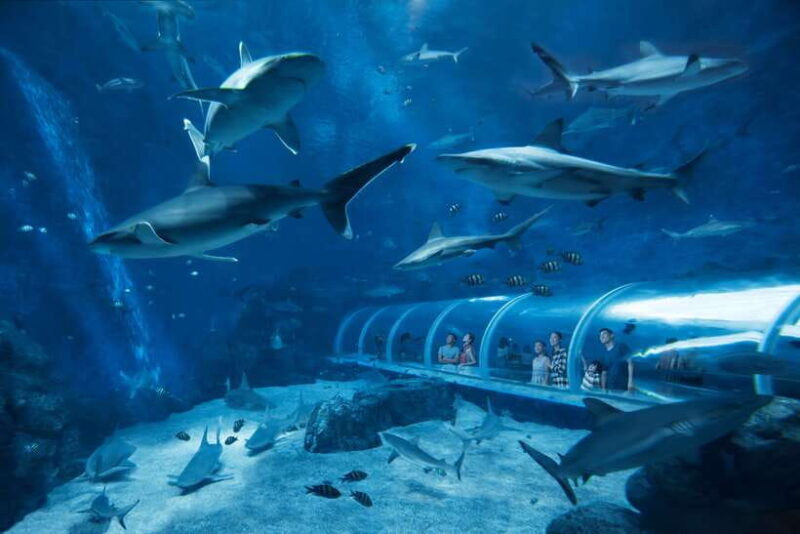 singapore-s-e-a-aquarium-entrance-ticket