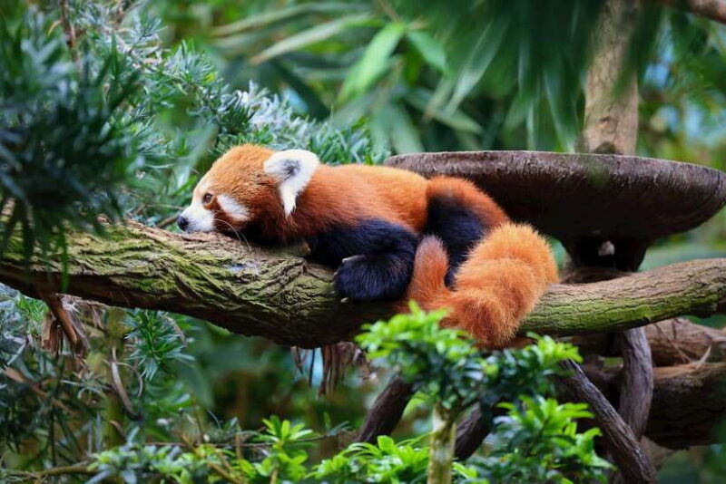 singapore-singapore-zoo-night-safari-with-hotel-transfer