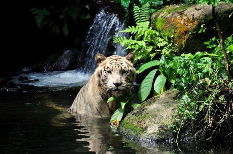singapore-singapore-zoo-night-safari-with-hotel-transfer