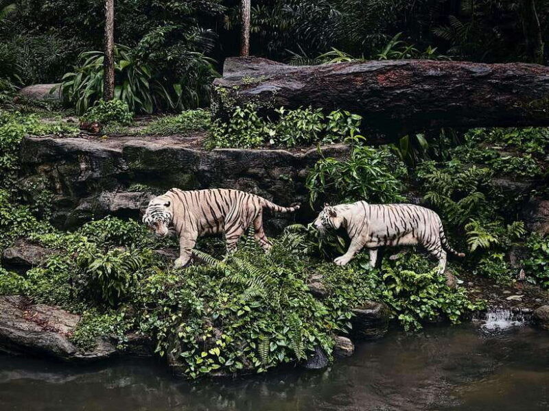 singapore-singapore-zoo-night-safari-with-hotel-transfer