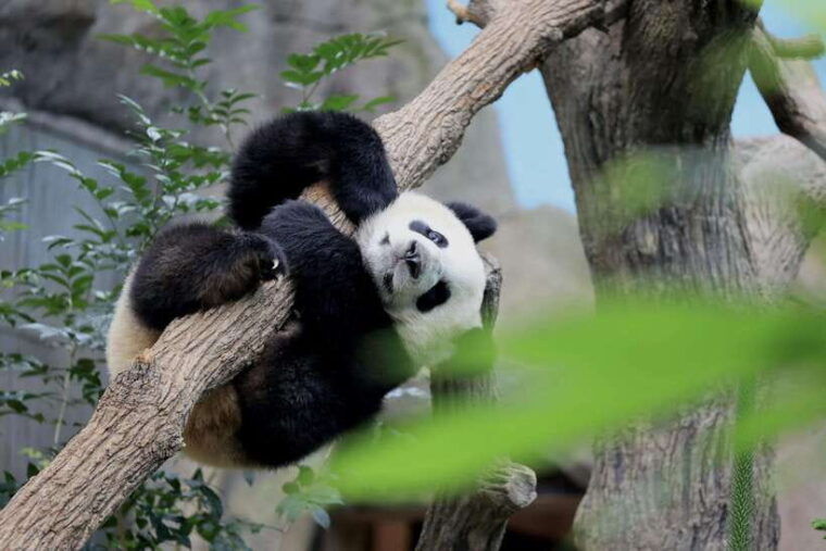 singapore-singapore-zoo-night-safari-with-hotel-transfer