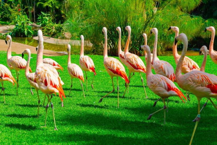 singapore-singapore-zoo-night-safari-with-hotel-transfer