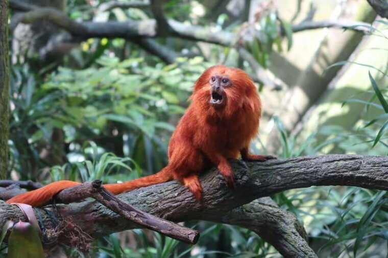 singapore-singapore-zoo-night-safari-with-hotel-transfer