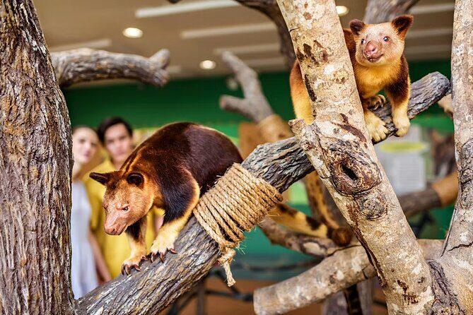Singapore Zoo and Night Safari Tickets - Combining the Two: A Seamless Wildlife Journey