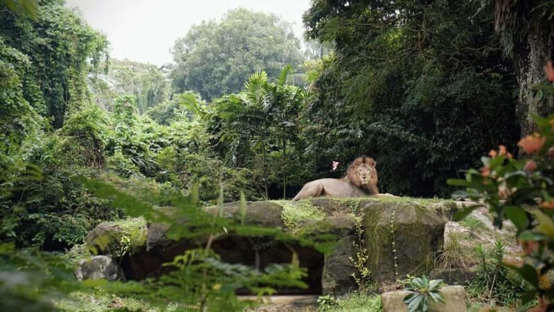 Singapore: Zoo & Night Safari Combos with Hotel Pick & Drop - The Drawbacks to Consider