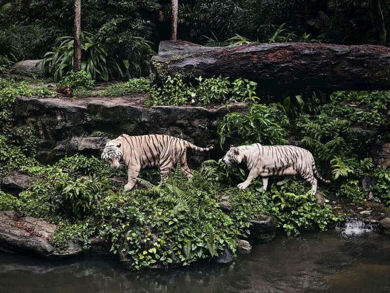 Singapore: Zoo & Night Safari Combos with Hotel Pick & Drop - Summary: Is This Tour Worth It?
