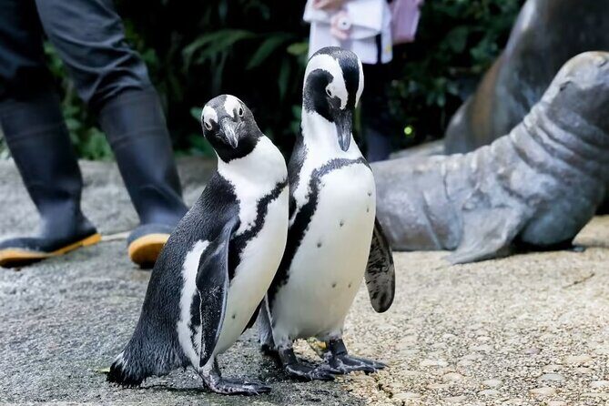 Singapore Zoo with Tram Ride Experience for Tourist - Final Thoughts