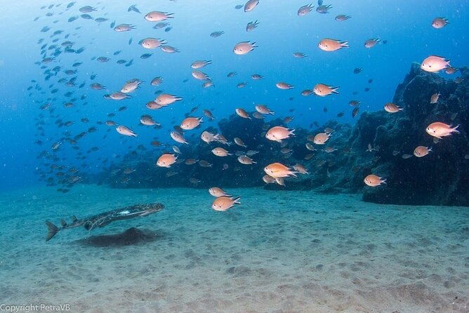 single-scuba-try-dive-in-puerto-del-carmen-small-groups-2-hours