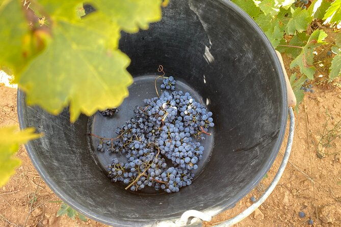 singular-valencia-wine-tour-utiel-requena-wineries