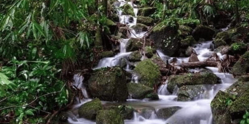 sinharaja-forest-reserve-glamping-with-bbq-night