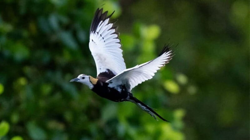 Sinharaja Rain forest Birdwatching Tour (Pickup Includes) - What to Expect During the Tour