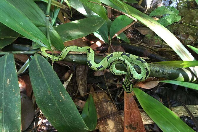 Sinharaja Rain Forest Day Tour From Colombo - Introduction