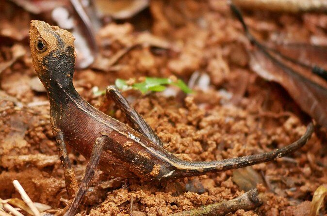 Sinharaja Rain Forest Day Tour From Colombo - Final Thoughts