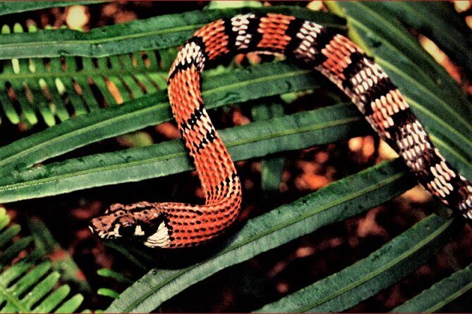 Sinharaja Rain Forest Guided Day Tour - In-Depth Itinerary Breakdown