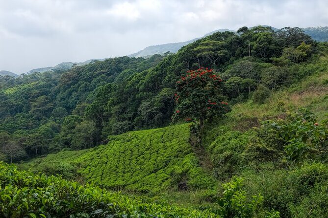 Sinharaja Rain Forest Guided Day Tour - Food and Refreshments