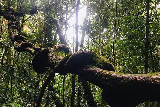 Sinharaja Rain Forest Guided Day Tour - Final Thoughts: Who Is This Tour Perfect For?