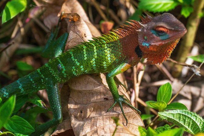 Sinharaja Rain Forest Guided Day Tour From Colombo and Negombo - Key Points