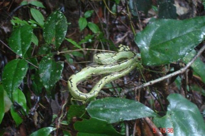 Sinharaja Rain Forest Guided Day Tour From Colombo and Negombo - FAQs