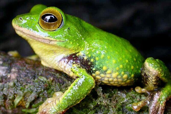 Sinharaja Rain Forest Guided Day Tour From Colombo and Negombo - Final Words