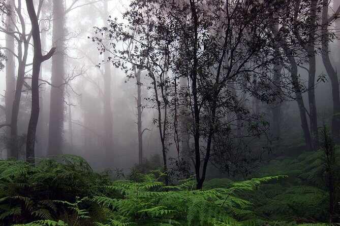 Sinharaja Rain Forest Tour from Tangalle - Value for Money and Practical Tips