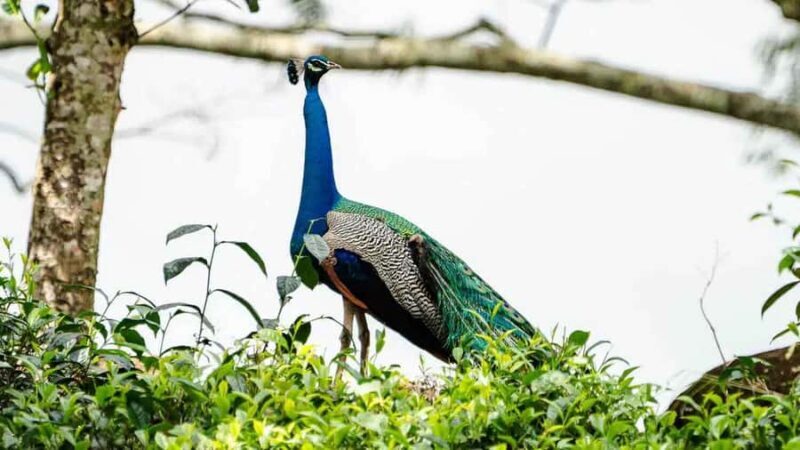 Sinharaja Rain Forest (UNESCO) & Eco 3-Day Tour with Hotel - Key Points