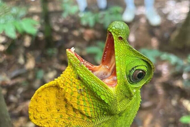 Sinharaja Rain Forest Waterfall Tour - FAQ