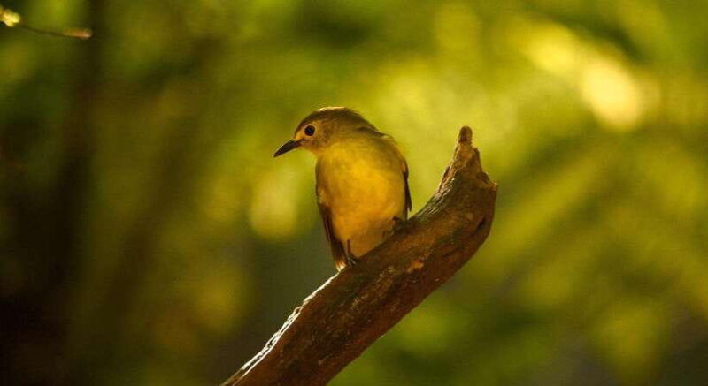 sinharaja-rainforest-day-trip-from-colombo-or-negombo