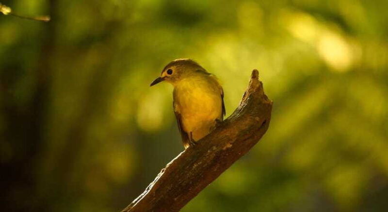 sinharaja-rainforest-day-trip-from-colombo-or-negombo