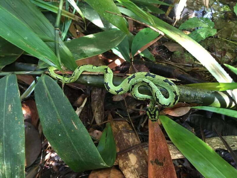 sinharaja-rainforest-day-trip-from-galle-or-bentota