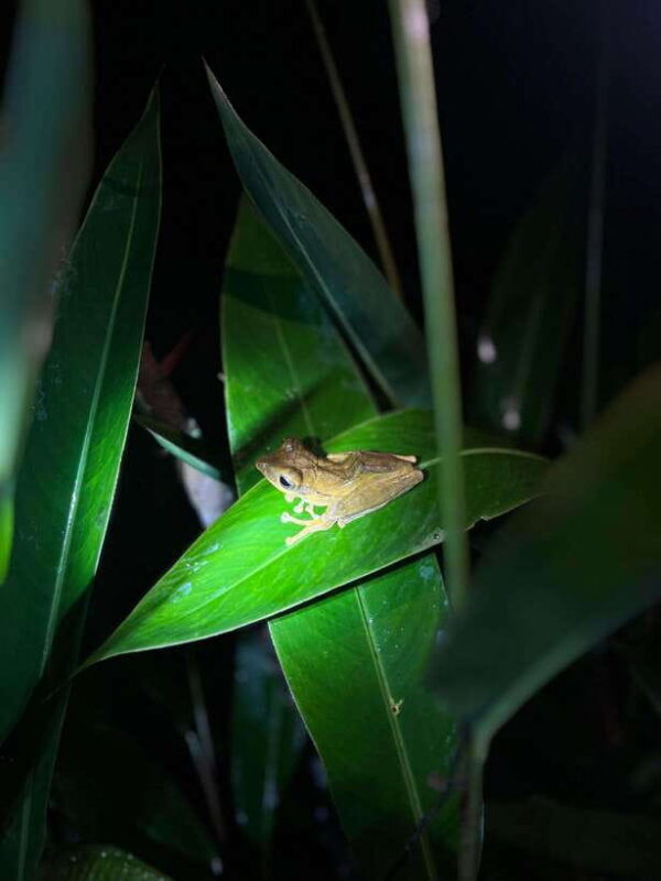 sinharaja-rainforest-day-trip-from-galle-or-bentota