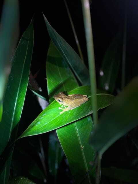 sinharaja-rainforest-day-trip-from-galle-or-bentota