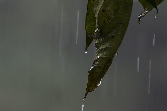 Sinharaja' rainforest - Discovery Tour (half day) - Pricing and Value