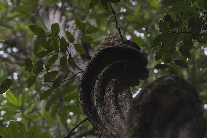 Sinharaja' rainforest - Discovery Tour (half day) - Authentic Experiences and Reviewer Insights