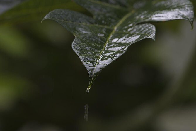 Sinharaja' rainforest - Discovery Tour (half day) - FAQ