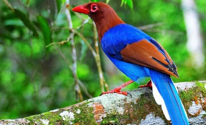 Sinharaja Rainforest: Guided Day Tour from Bentota/Colombo - Key Points