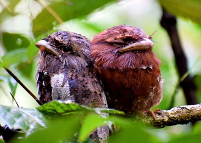 Sinharaja Rainforest: Guided Day Tour from Bentota/Colombo - The Experience: What to Expect from This Guided Tour