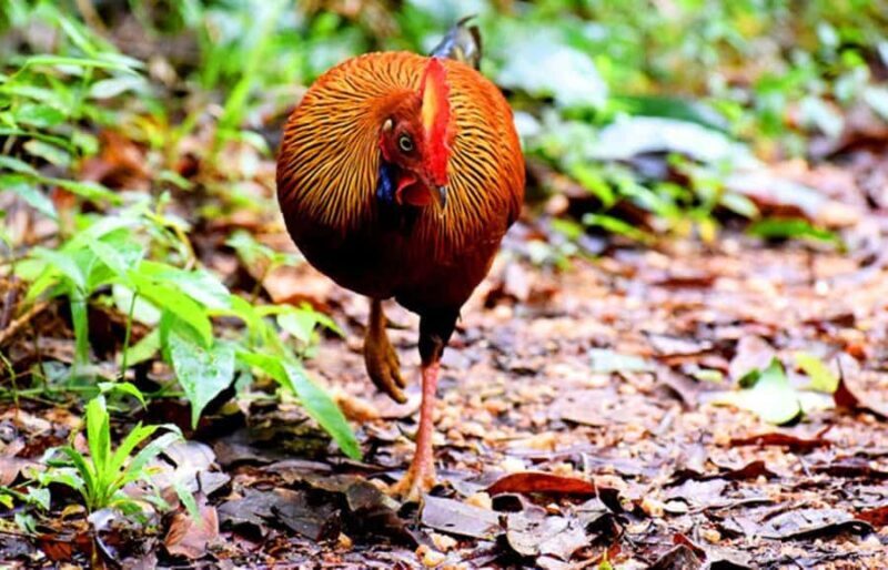 Sinharaja Rainforest: Guided Day Tour from Bentota/Colombo - The Value of This Tour