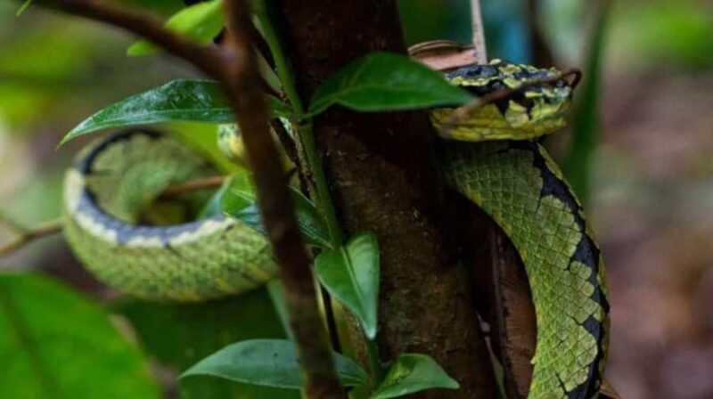 Sinharaja Rainforest: Guided Day Tour from Bentota/Colombo - Who Will Love This Tour?