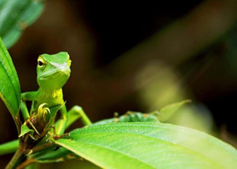 Sinharaja Rainforest: Guided Day Tour from Bentota/Colombo - Final Words