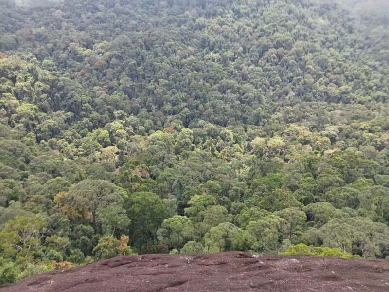 Sinharaja Rainforest Morning Bird watching walking Tour - Who Should Consider This Experience?