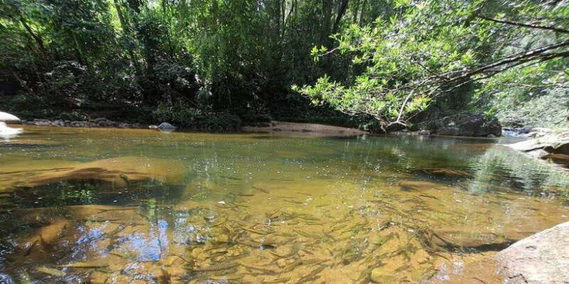 sinharaja-rainforest-tour